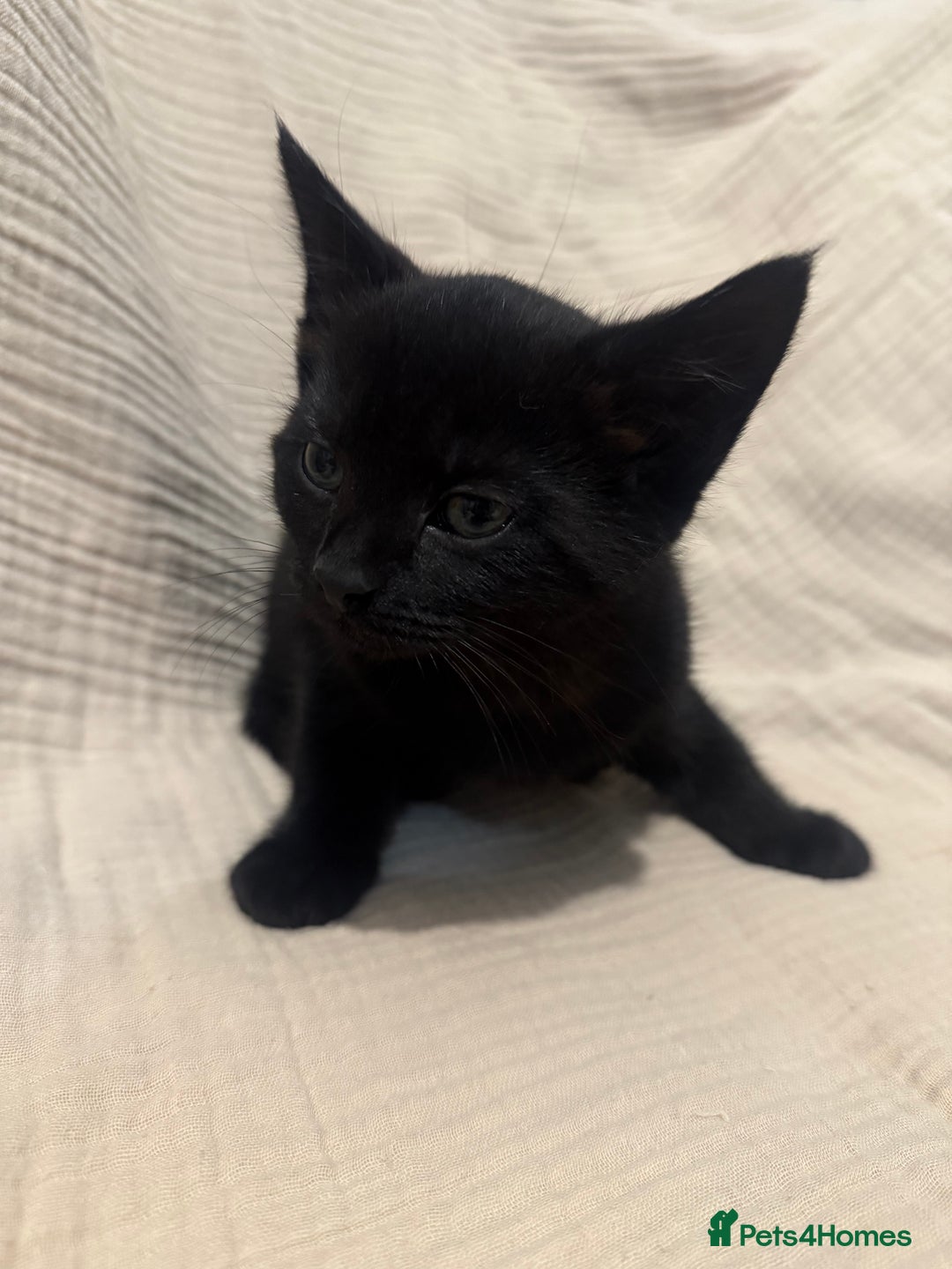 Mixed Breed cats for sale: 3 little girls - Image 3