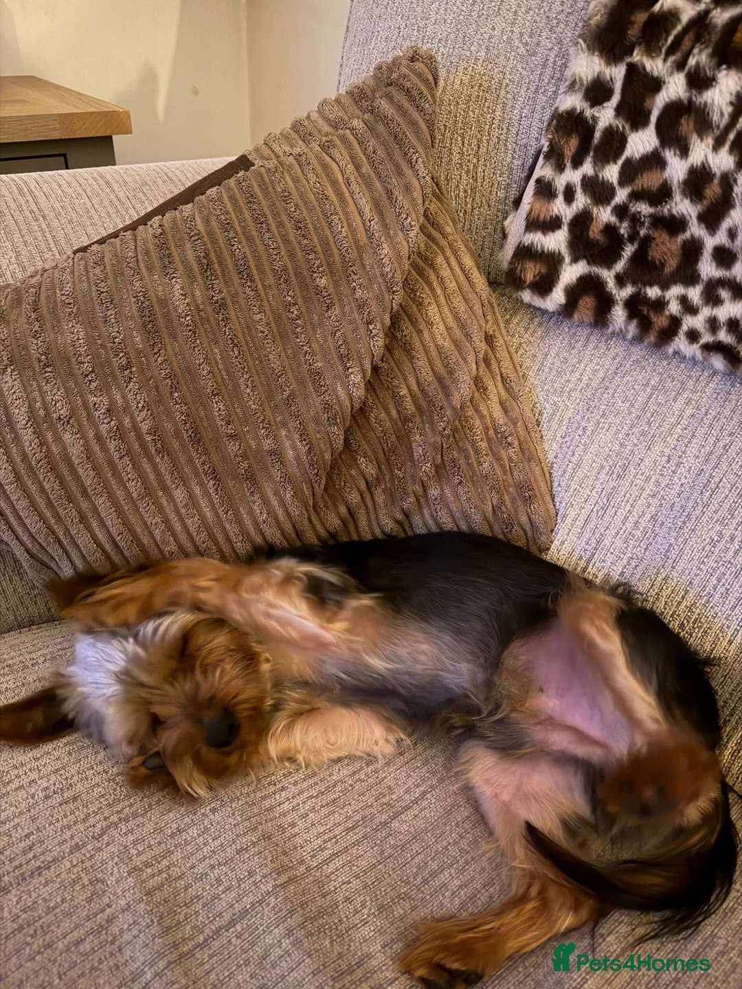 Yorkshire Terrier dogs for sale: Yorkshire terrier - Advert 2