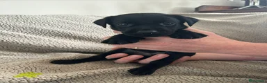 Labrador Retriever 6