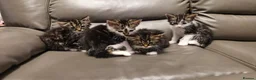 Mixed Breed cats for sale: 4 beautiful kittens  - Advert 8