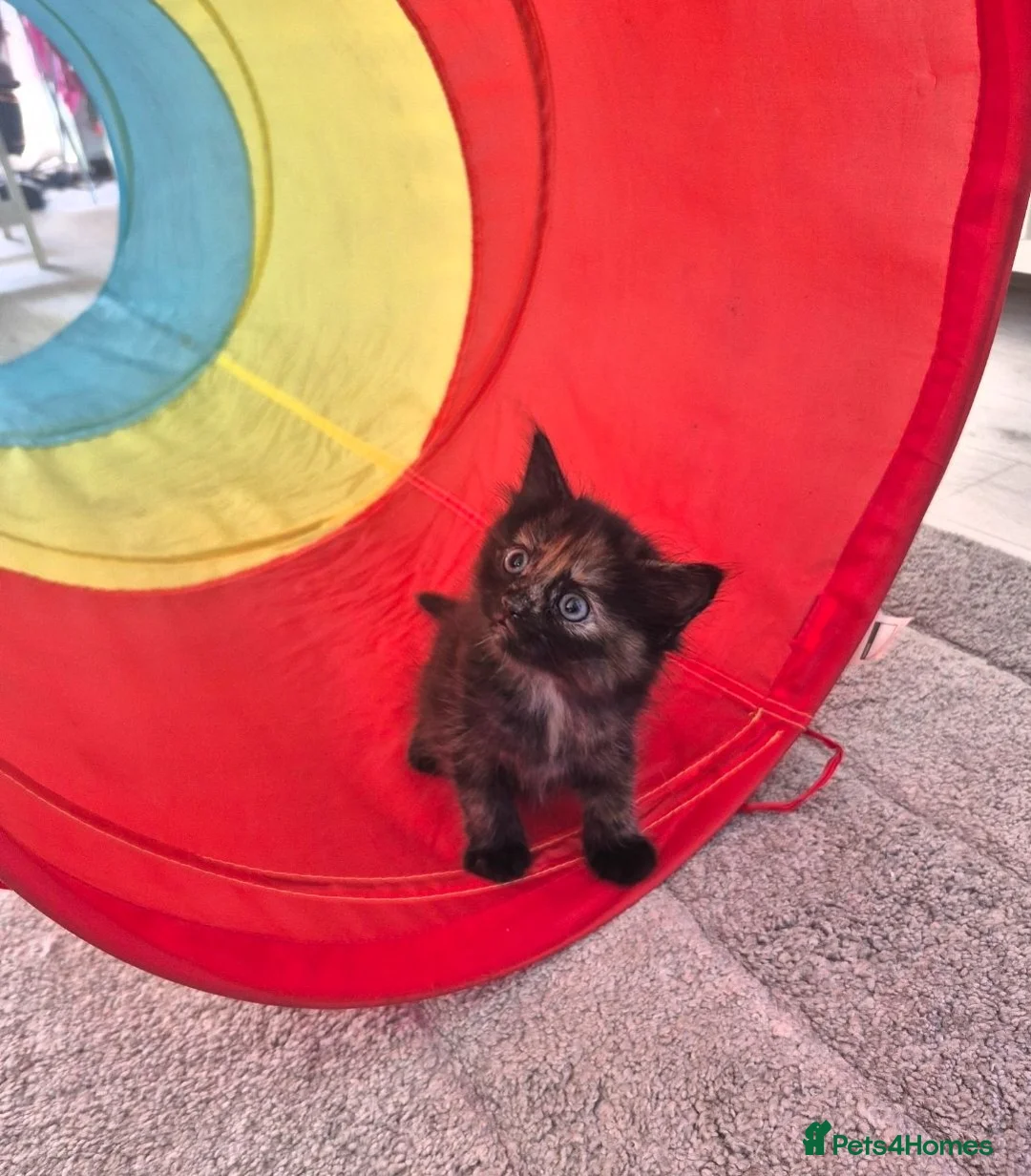 Mixed Breed cats for sale: Playful kittens for sale  in Weston-super-Mare - Advert 8
