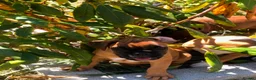 Boxer dogs for sale: Boxer pups  - Advert 15