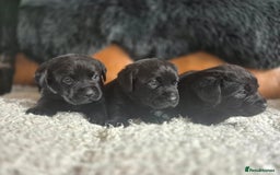 Labrador Retriever dogs for sale: High Quality Black Labrador Puppies - Image 1
