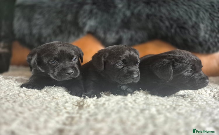 Labrador Retriever dogs - Advert 9