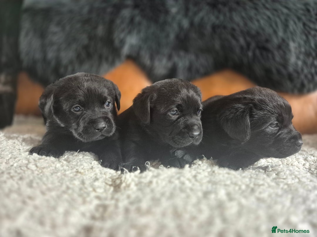 Labrador Retriever dogs for sale: High Quality Black Labrador Puppies - Image 1