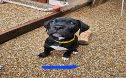 Cane Corso dogs for sale:  Cane corso puppies in Sheffield - Image 20