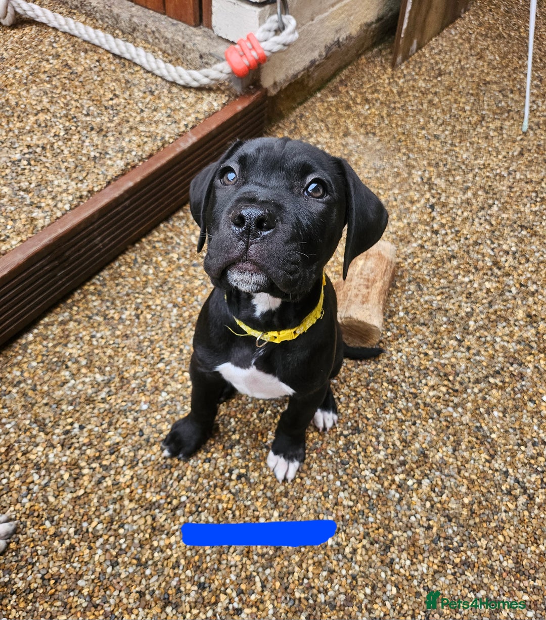 Cane Corso dogs for sale:  Cane corso puppies in Sheffield - Image 20