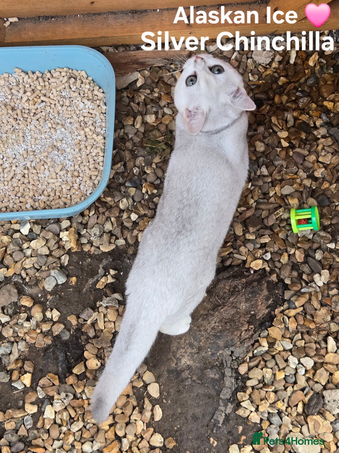 British Shorthair cats for sale: Two very loving friendly BSH sisters  - Advert 4