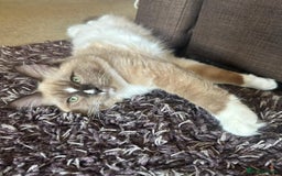Ragdoll cats for sale: GCCF Active Blue Mitted Stud male for sale - Image 17