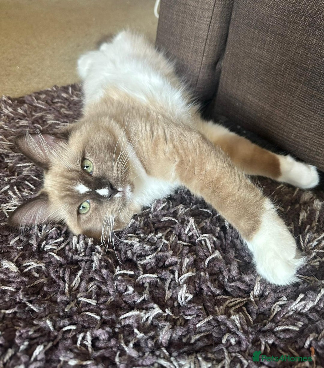 Ragdoll cats for sale: GCCF Active Blue Mitted Stud male for sale - Image 17