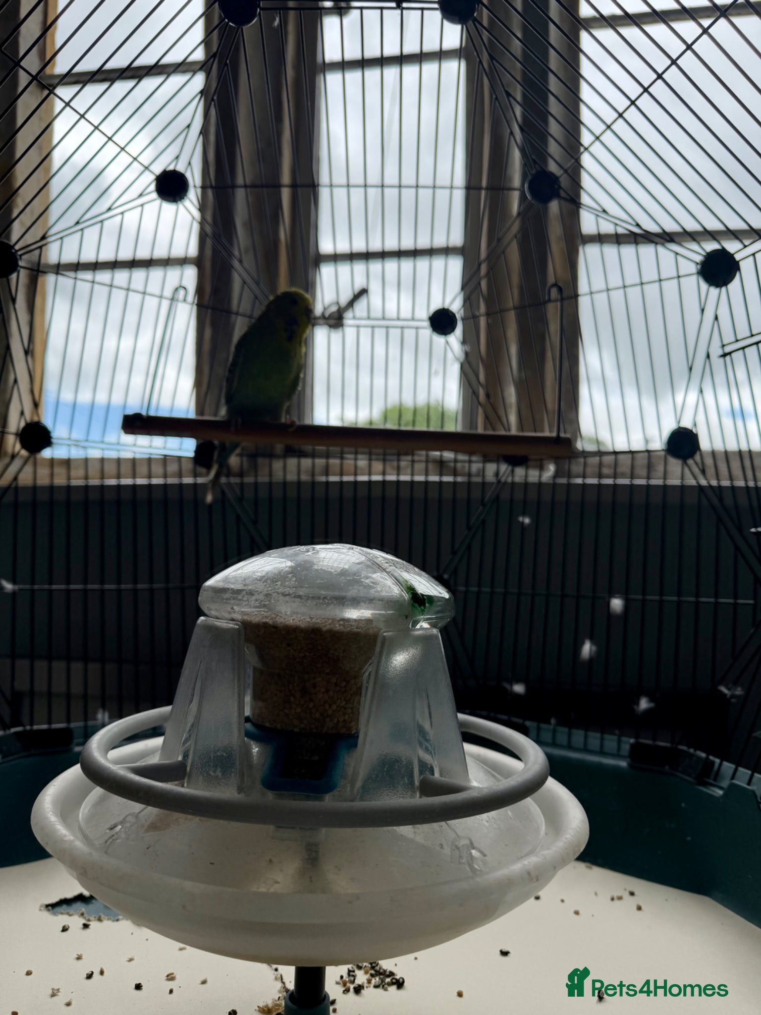 Budgerigars birds for sale: 3 year old Budgie - For Sale - Advert 2