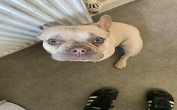 French Bulldog dogs for sale: Female French bulldog  - Image 3