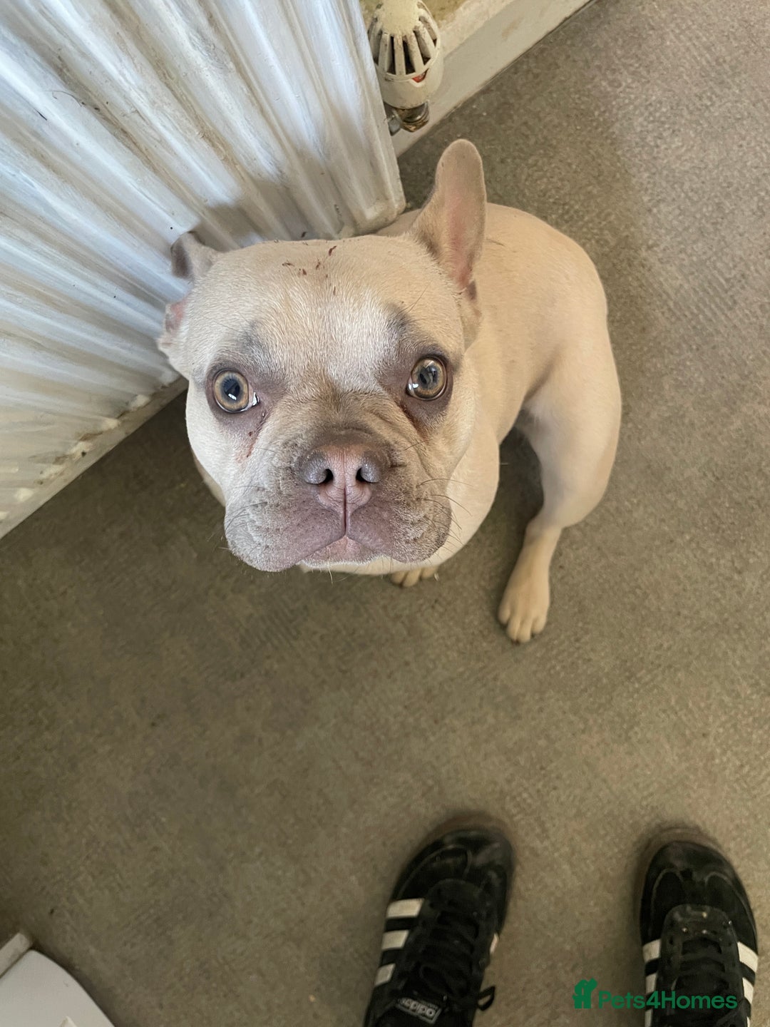 French Bulldog dogs for sale: Female French bulldog  - Image 3