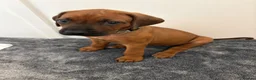 Rhodesian Ridgeback dogs for sale: Rhodesian Ridgeback puppies in Walsall - Advert 2