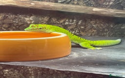 Gecko reptiles for sale: Madagascan giant day geckos with vivarium - Advert 7