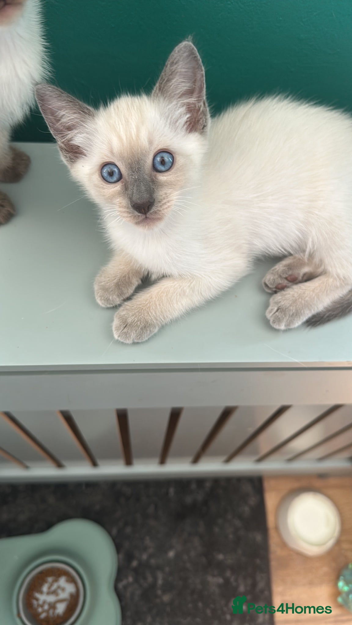 Siamese cats Siamese kittens - Advert 3