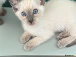 Siamese cats Siamese kittens - Advert 3