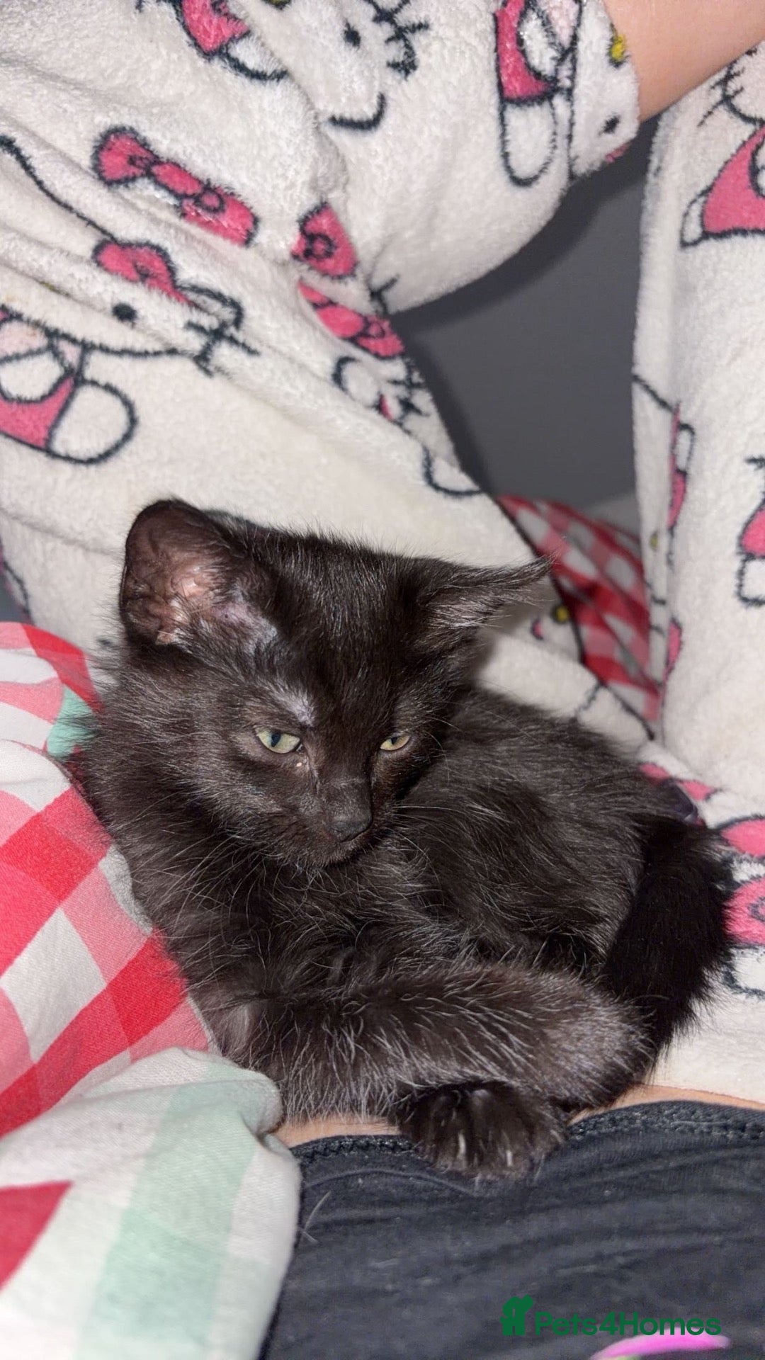 Mixed Breed cats kitten for sale - Advert 1