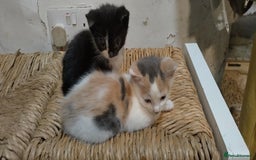 Mixed Breed cats for sale: Two kittens - Image 3