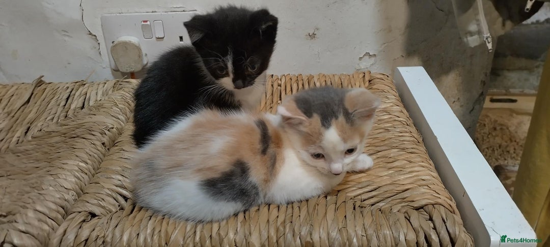 Mixed Breed cats for sale: Two kittens - Image 3