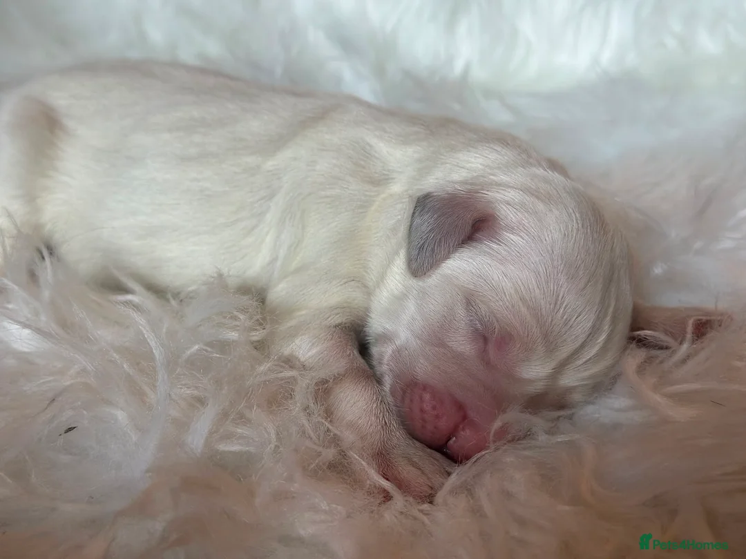 Golden Retriever dogs for sale: Superb Golden Retriever Kennel Club Registered  - Advert 1