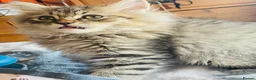 Mixed Breed cats for sale: Bundles of fluffy kittys - Advert 6