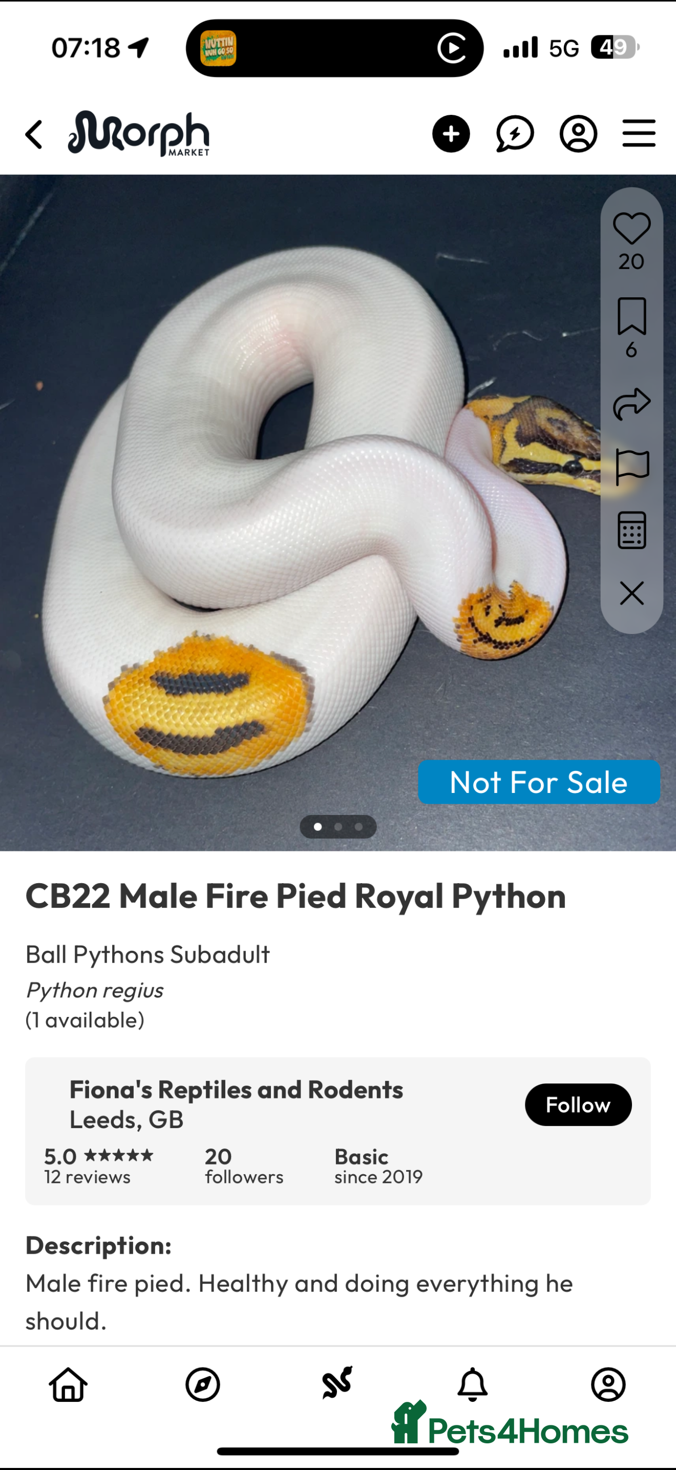 Python Snake reptiles Pied male royal python with vivarium  - Advert 7