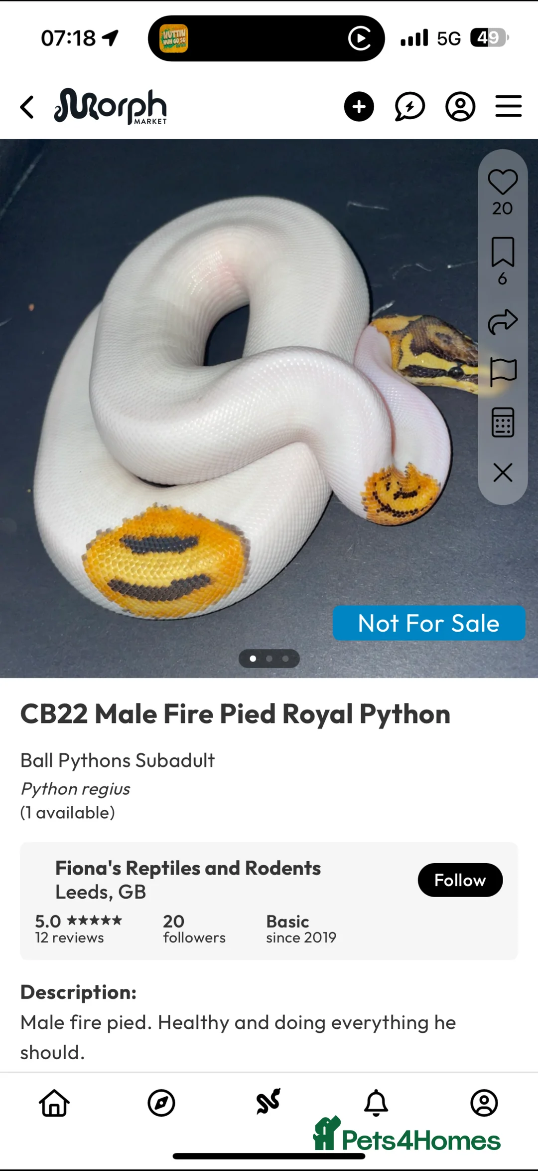 Python Snake reptiles for sale: Pied male royal python with vivarium  - Advert 1