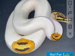 Python Snake reptiles Pied male royal python with vivarium - Advert 7