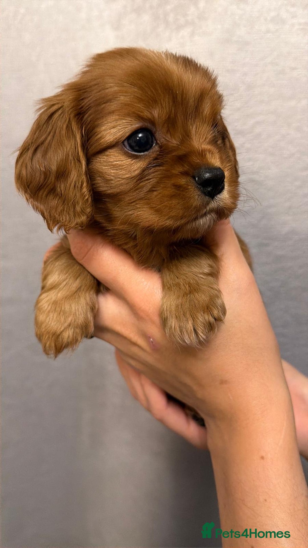 Cavalier King Charles Spaniel dogs for sale: Beautiful KC Registered Boy ✨ Health Tested ✨ - Advert 35