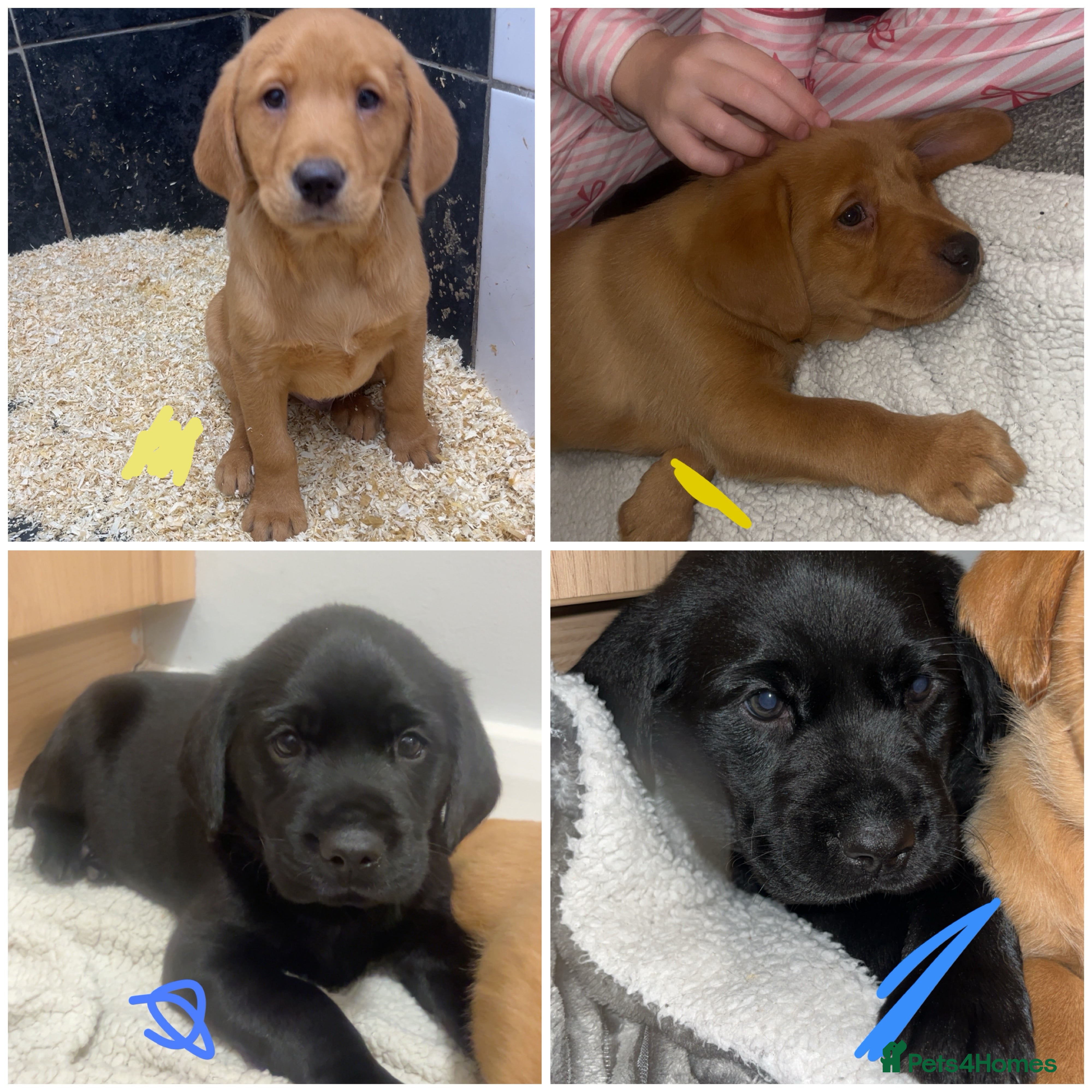 Labrador Retriever dogs Outstanding kc registered champion Labrador dogs  - Advert 3