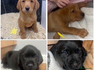 Labrador Retriever dogs READY- KC reg FTCH hereditary clear labradors - Advert 5