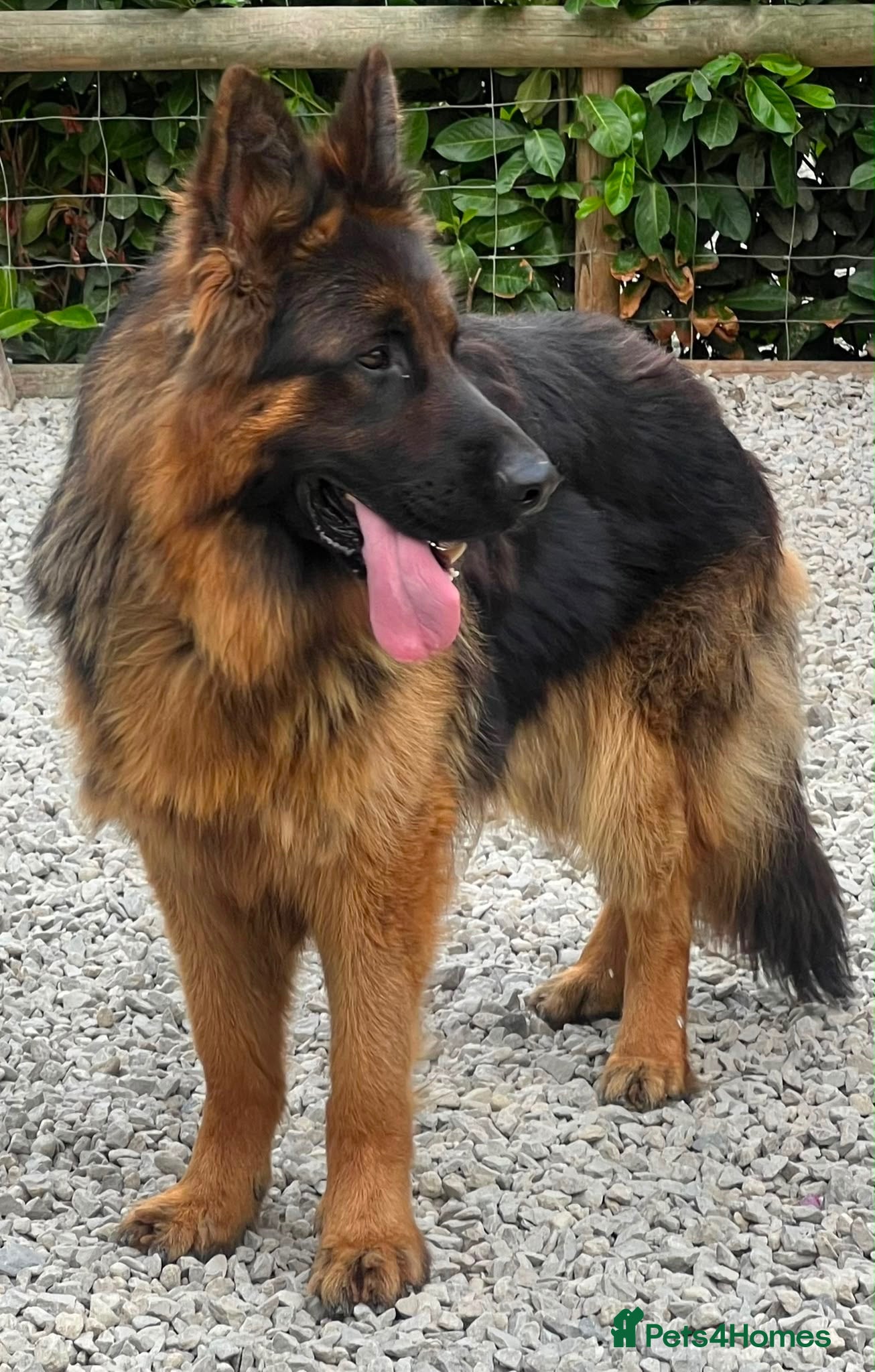 German Shepherd dogs Make Black and Tan German shepherd for sale  - Advert 2