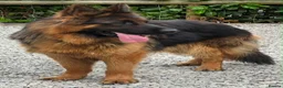 German Shepherd dogs for sale: Make Black and Tan German shepherd for sale  - Advert 1