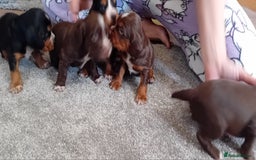 Cocker Spaniel dogs for sale: Working cocker wocker puppies - Image 3