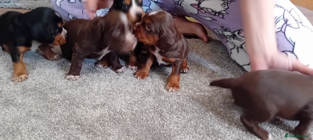 Cocker Spaniel dogs for sale: Working cocker wocker puppies - Image 3