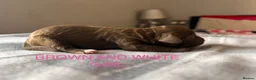 Cockapoo dogs for sale: 5 BEAUTIFUL COCKAPOO PUPPYS  - Advert 8