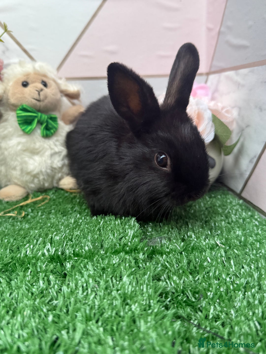 Mini Lop rabbits for sale: 🐰 Mini Lop X Baby Bunnies for Sale! 🐰 - Image 7