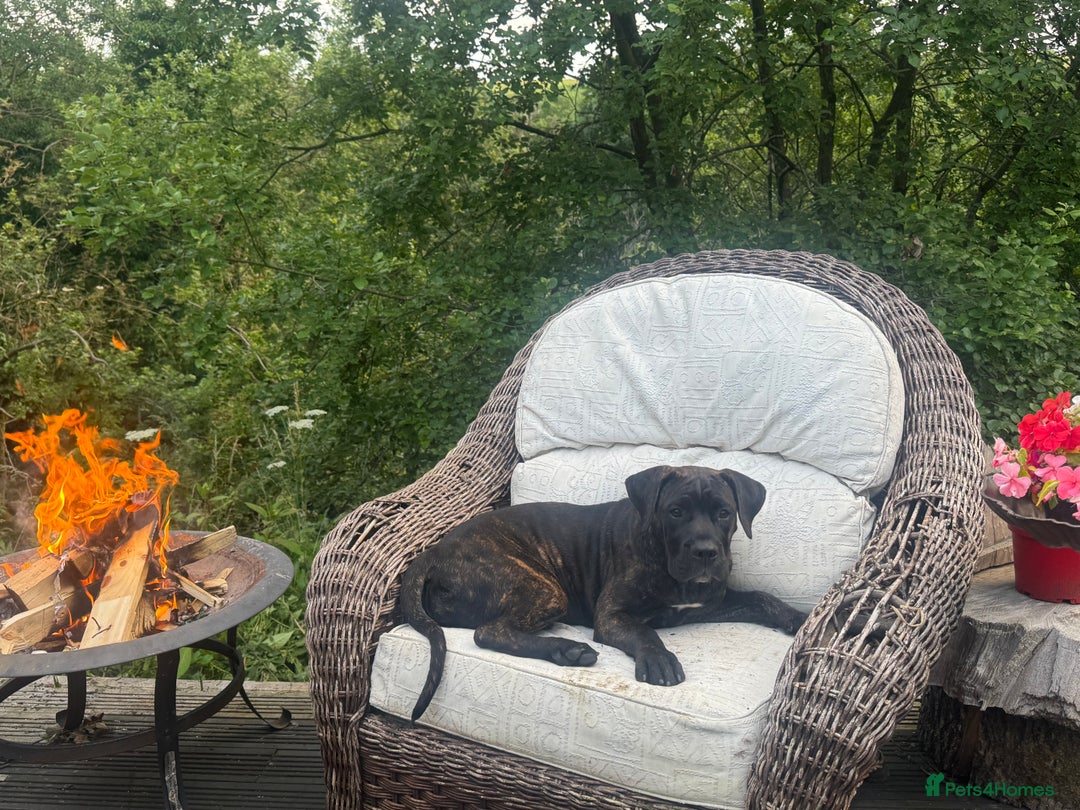 Presa Canario dogs for sale: Presa canario female  - Image 6