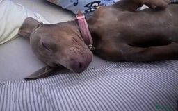 Miniature Dachshund dogs for sale: 8 month miniature dachshund for sale - Image 10