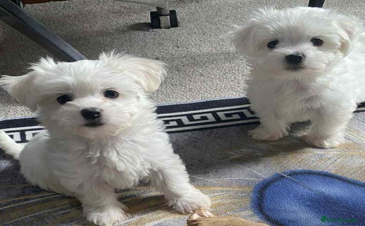 Maltipoo dogs - Advert 5