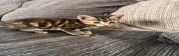 Mixed Breed cats for sale: Kittens  - Advert 5