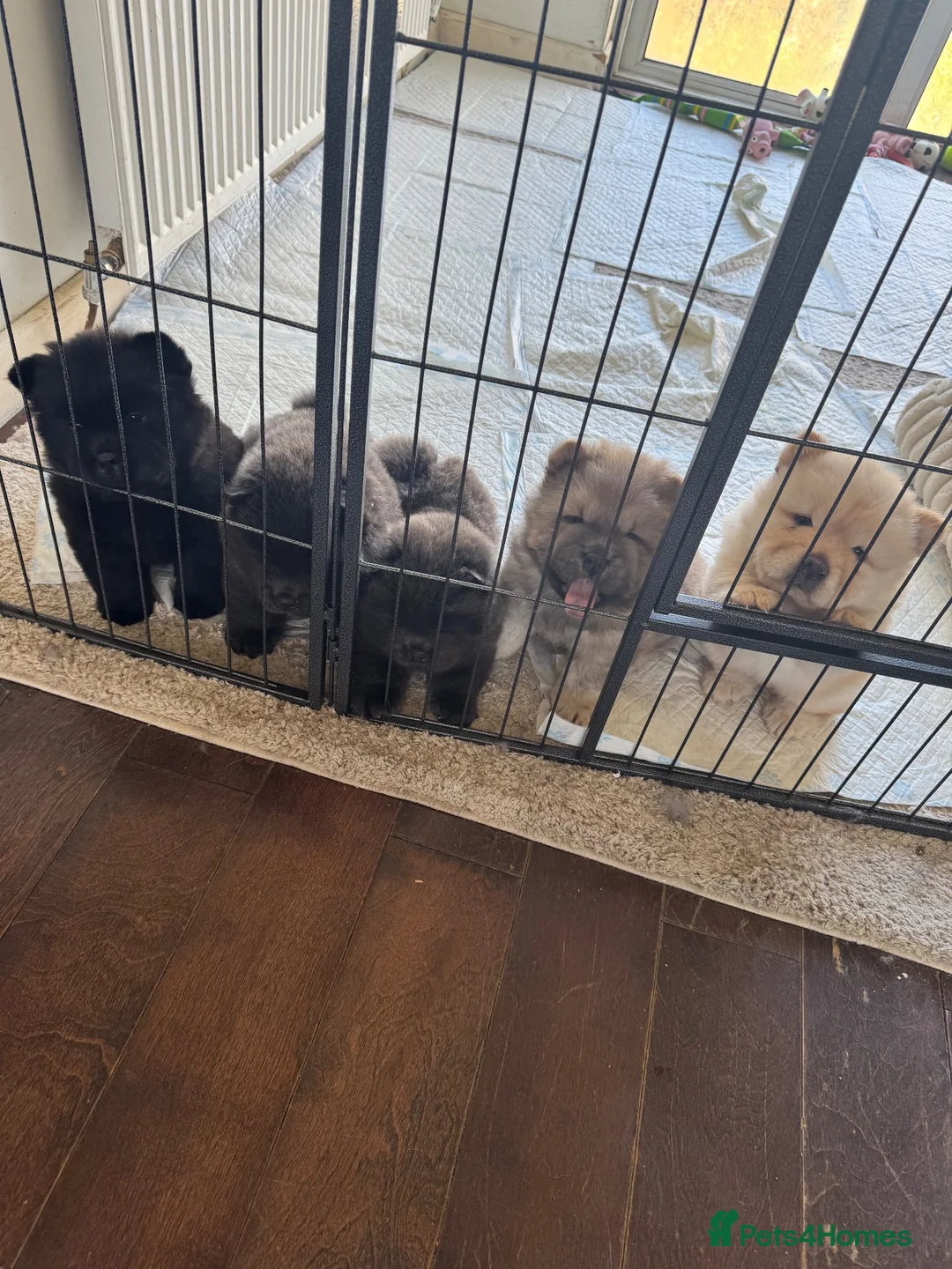 Chow Chow dogs for sale: 5 X chow chow class 1 kc registered  in Manchester - Advert 13