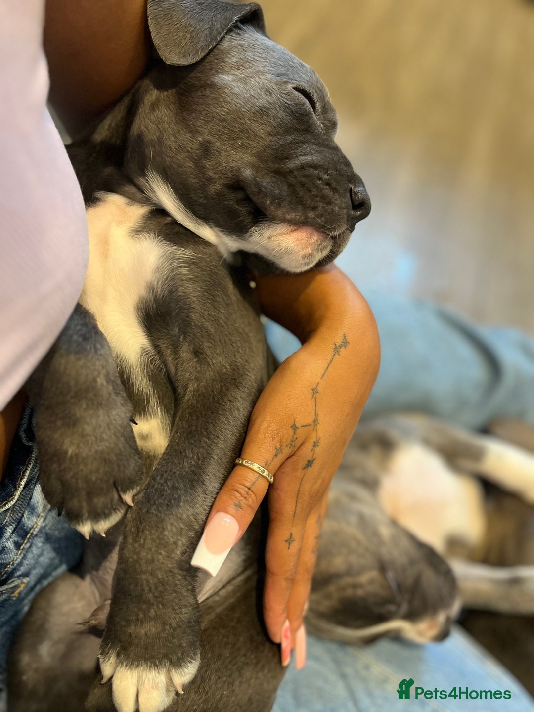 Cane Corso dogs for sale: Purebred Cane Corso puppies  - Image 31