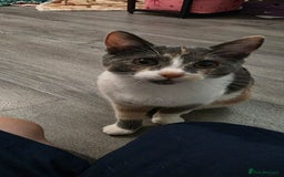 Mixed Breed cats for sale: Cali girl looking for home - Image 1