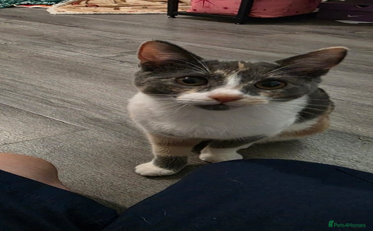 Mixed Breed cats - Advert 1