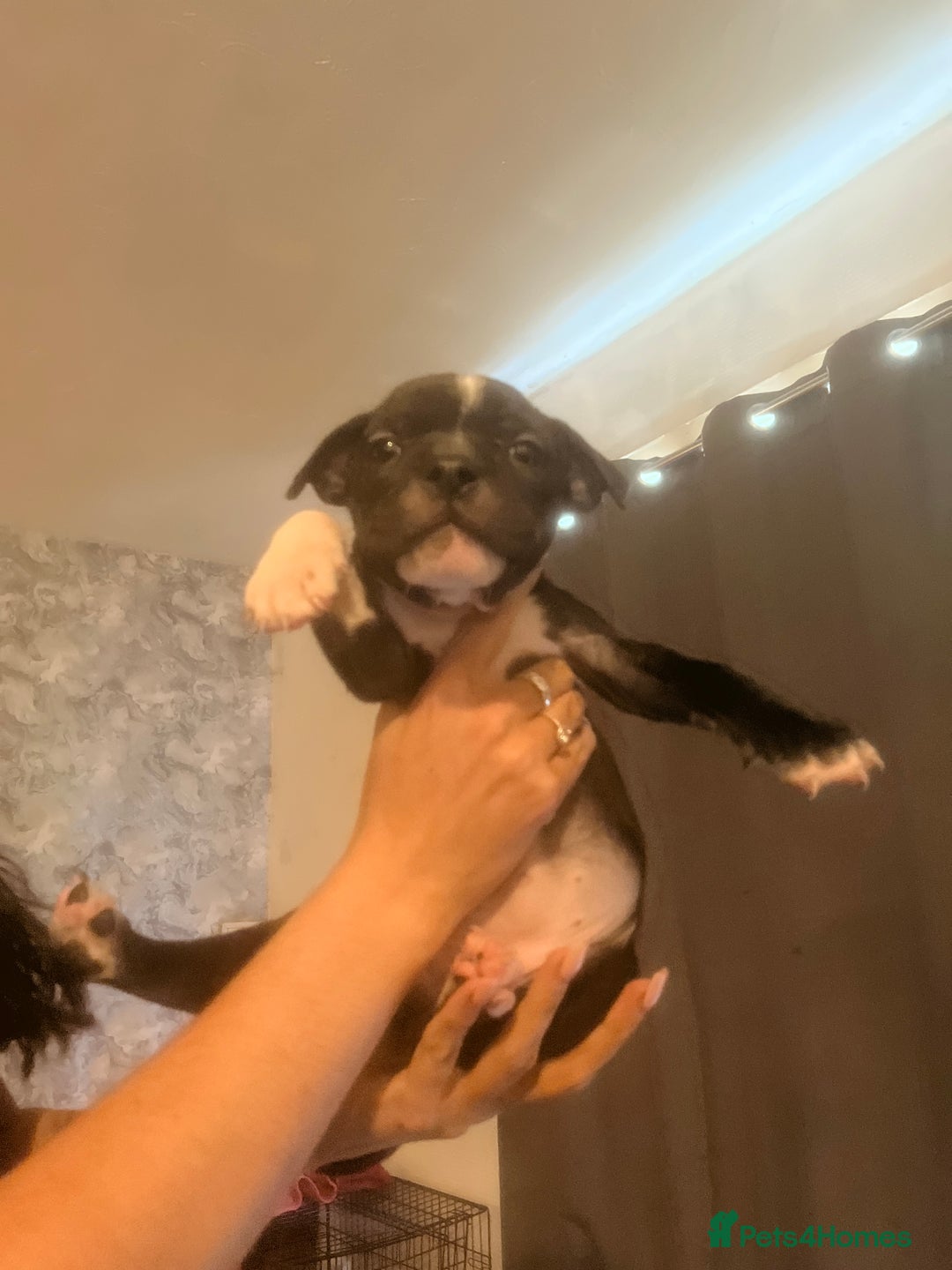 Mixed Breed dogs for sale: Lovely dogs looking for a new home  - Image 5