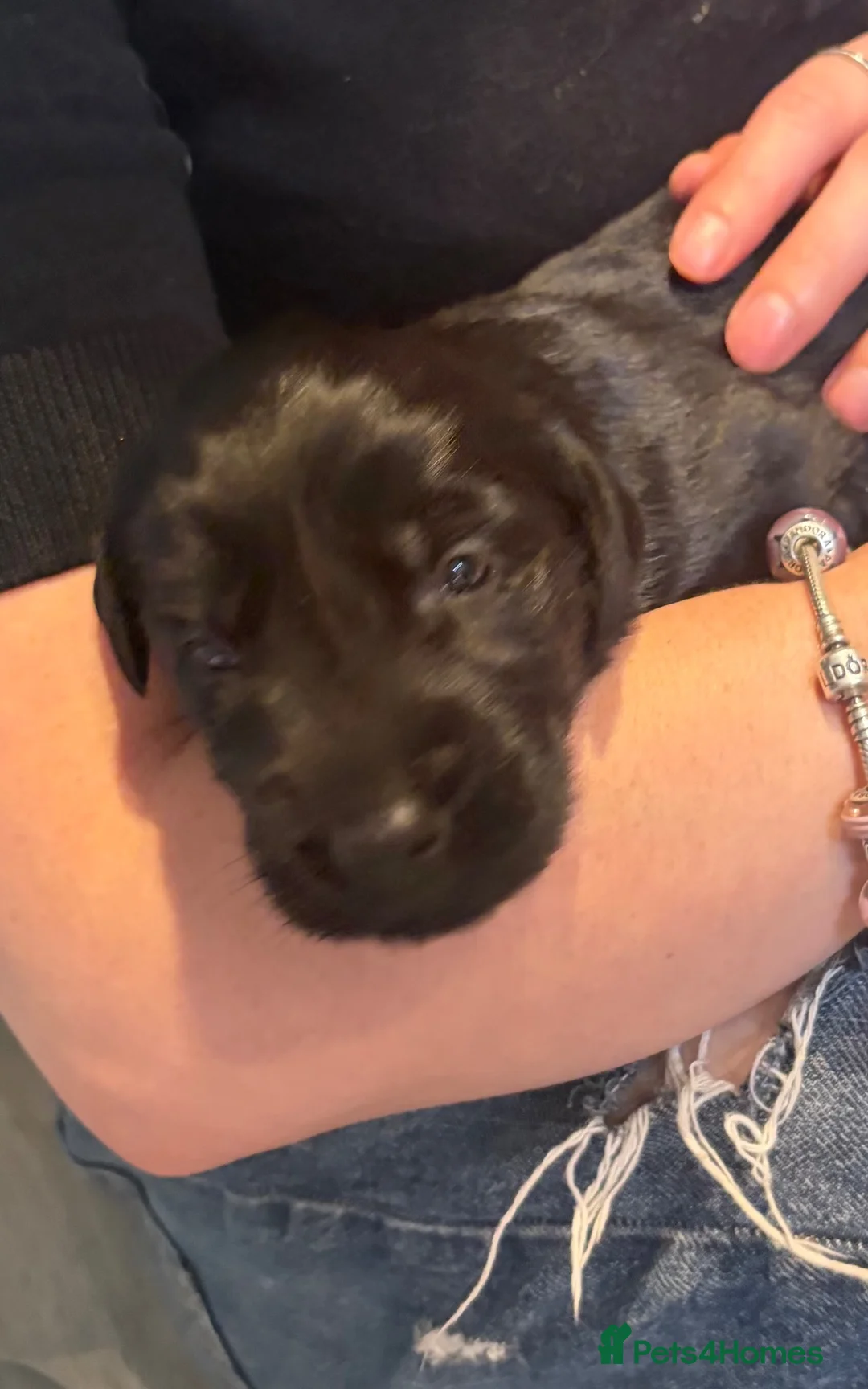 Flat coated Retriever dogs for sale: Stunning RKC flat coated retrievers  - Advert 6