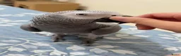 Parrots birds for sale: Male and female congo African Grey Parrots in Southampton - Advert 11