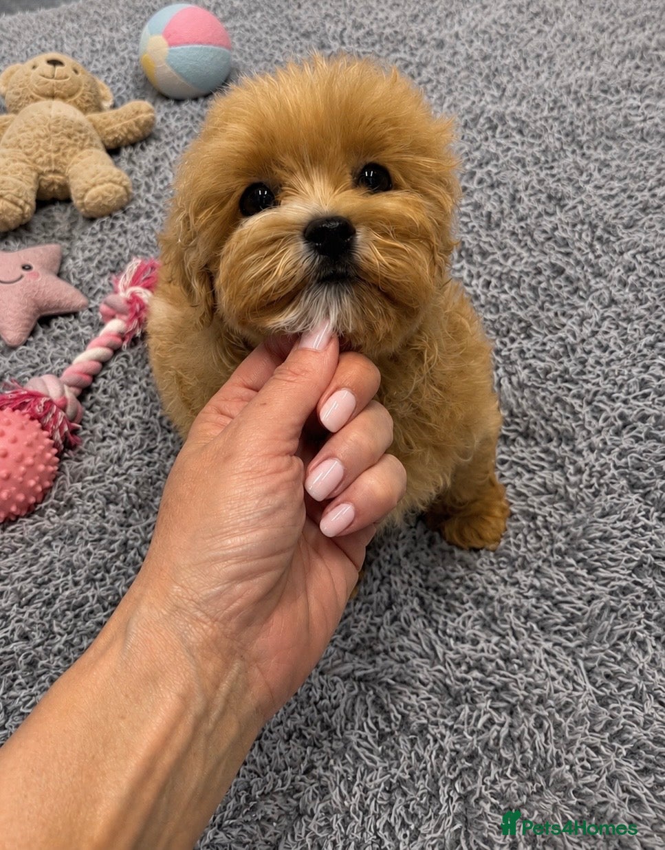 Maltipoo dogs Tiny Asian Maltipoo. DNA tested parents. - Advert 2